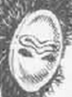 Piscaethces01.jpg
